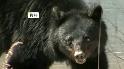 クマと鉢合わせ　61歳男性襲われけが　左ふくらはぎかまれる　岩手県北上市