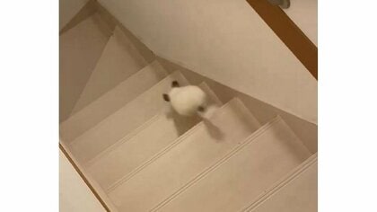 「倍速じゃないの？」階段を一気に駆け下りるチンチラが“速度違反”レベル…上るのも速いのか飼い主に聞いた