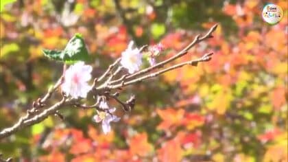 団子をほおばりながら…真庭市の山寺に咲くシキザクラを堪能　「七色の小道」ではモミジとの競演も【岡山】