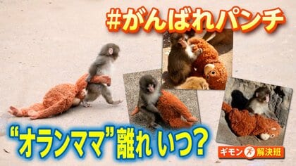 「なんてかわいいの」パンチくんに変化？カギは「毛づくろい」母親代わりのぬいぐるみ「オランママ」誕生の裏側