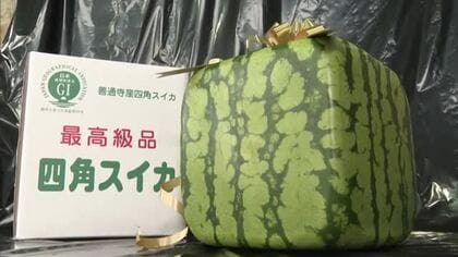 卸値は１個１万円「四角スイカ」産地の善通寺市で出荷始まる　甘みが少なく食用には向きません…【香川】