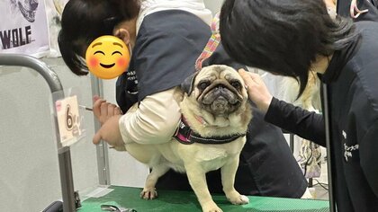 爪切りこわいこわいでも「二へっ！」頑張る犬の表情が応援したくなるかわいさ…いつもこんな様子なのか聞いた