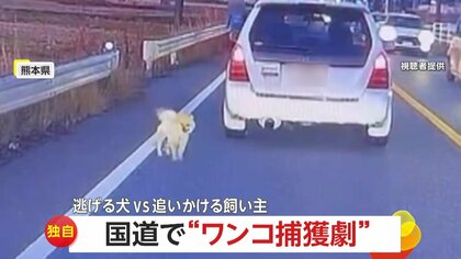 【独自】リード引きずりトコトコ…小さな犬が国道を“逃走”　飼い主は「疲れ果てたような表情」犬は「追いかけられて楽しげ」　熊本