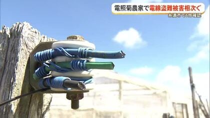 【糸満市】電照菊農家の電線をねらった盗難被害が相次ぐ　銅価格の値上がりが背景か
