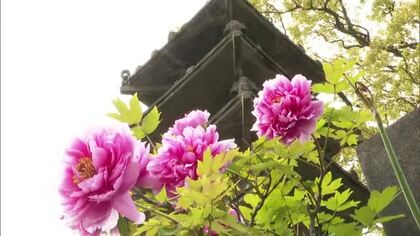 境内を彩る「千本ボタン」西条・法安寺で満開に　“美人”な姿に「きれい」ツツジとの競演も【愛媛】