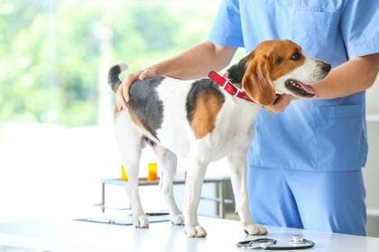 犬の去勢手術をする飼い主は約7割！費用やリアルな声をアンケート調査