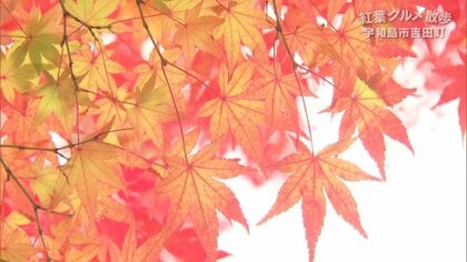 「本当に真っ赤」吸い込まれそうな寺の紅葉　中はフワッ外はパリッ！ 名物“太刀魚巻”に舌鼓　秋を感じる紅葉グルメ
