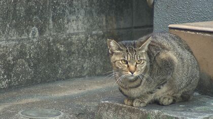 ネコからヒトへの感染事例も　マダニが媒介する感染症「SFTS」治療法なく致死率は約30％　ペットも要注意！