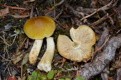 マツタケに近い“新種きのこ”を北アルプスで発見…食べてみた?研究者に聞いた