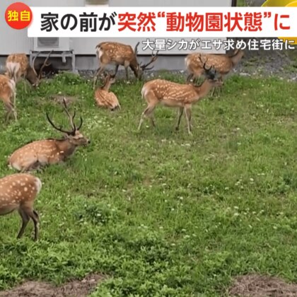【独自】家の前が連日“動物園状態”！13頭のシカがエサ求め住宅街に…車との衝突事故も増加　北海道・室蘭市