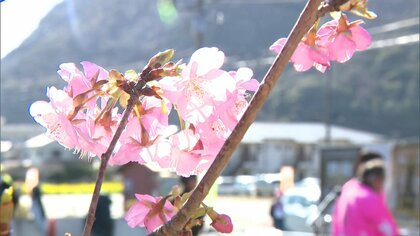 早春の一大イベント「河津桜まつり」に浮上した消費税“未納”疑惑…実行委会長「税金逃れではない」【静岡発】