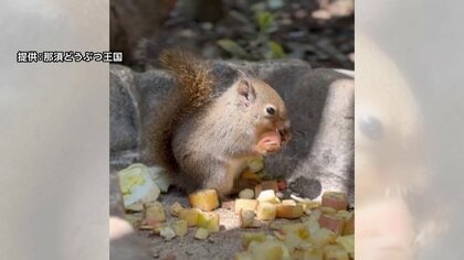 那須どうぶつ王国の“リスの森”に赤ちゃんリスが仲間入り!小さな体でリンゴやニンジン頬張る姿も…