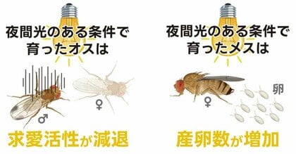 夜間の人工光がハエの繁殖を後押し? ~都市の明るさはハエの成長や繁殖に多様な影響を与える~