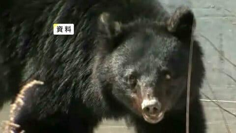 クマに襲われたか…ヤギの死がい見つかる　爪のようなもので引き裂かれた跡　岩手・一関市