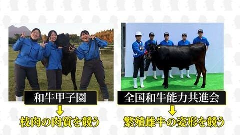 二人三脚ならぬ「一人一頭」で目指す2つの頂点、体重約450キロの相棒とのぞむ“甲子園”と“オリンピック”農業高校で人気の部活「うし部」・大分発