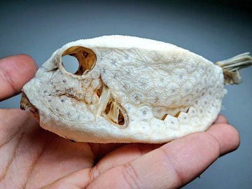 海岸でハコフグの天然 骨格標本 を発見 よく見るとハニカム構造 専門家に理由を聞いた