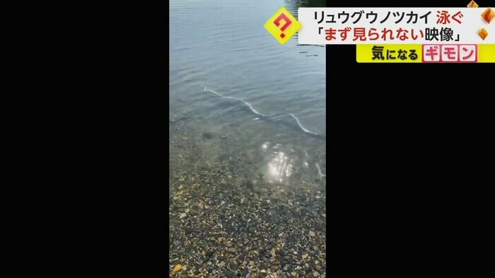 体をくねらせて泳ぐリュウグウノツカイ(FNN投稿サイト「ビデオPost」)