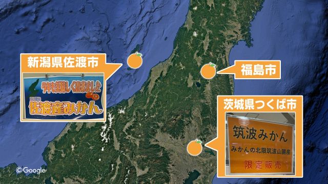 福島市で柑橘栽培を目指す