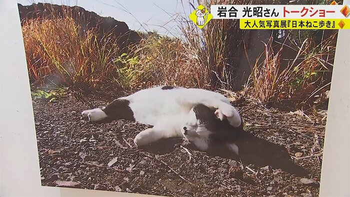 気ままな猫とはコミュニケーションが大事