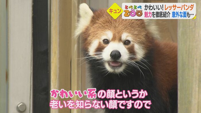 老いを知らない「かわいい系」シャンチー