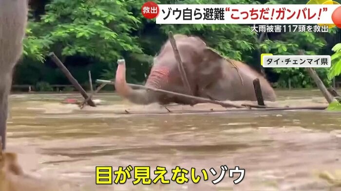 目が不自由で逃げ遅れてしまったゾウ