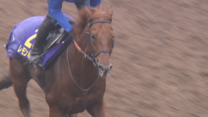 レモンポップ最終追い切り