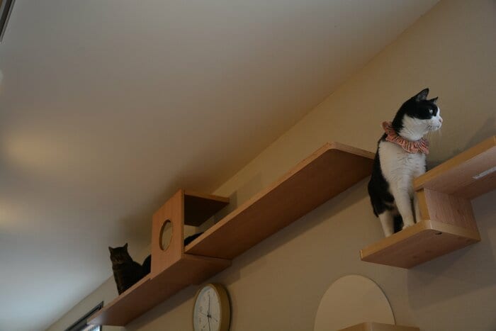 「保護猫カフェねこかつ川越店」にて。シャーシャー猫たちは高いところからそっと店内の様子を見ていることが多いとか