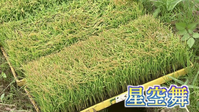 鳥取県のブランド米「星空舞」