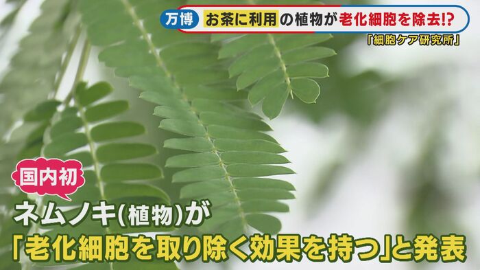 「ネムノキ」