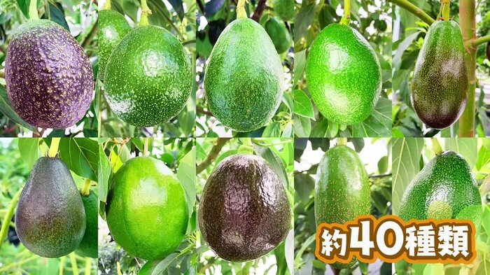 雪国アボカド なんと40種類も