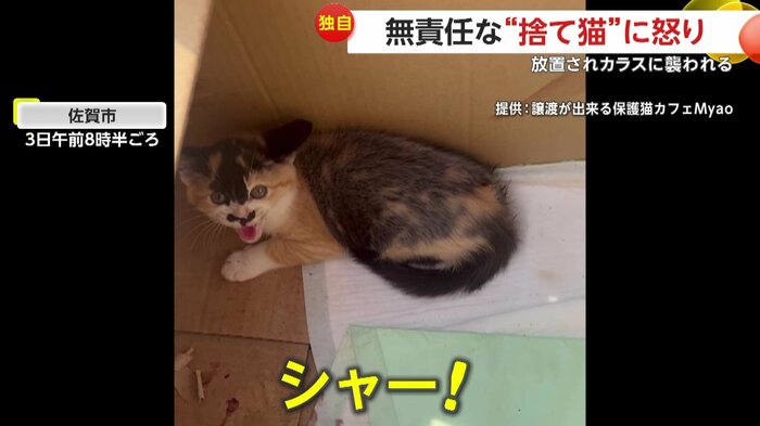 捨てられていた子ネコ