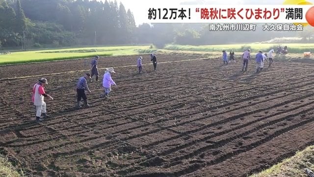 8月末から4回に分けて種まきを行った