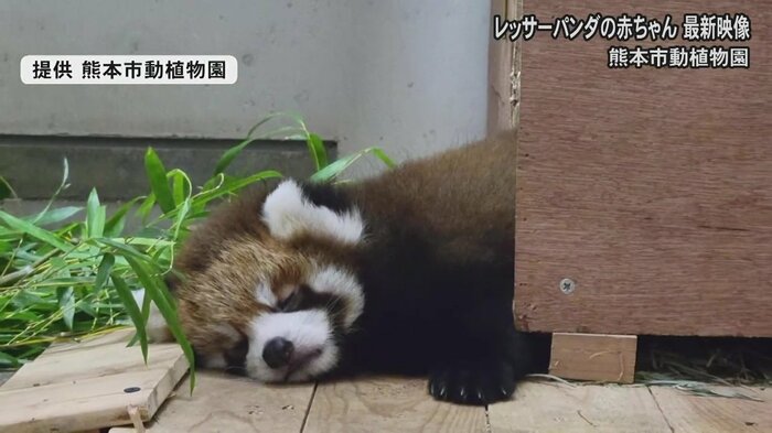 巣箱からはみ出し、すやすや…(提供 熊本市動植物園)