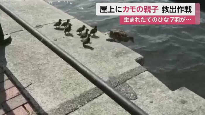 親ガモが水に入るのを見て、少し戸惑った様子のひなたち