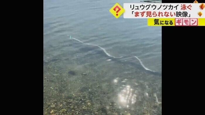 体をくねらせて泳ぐリュウグウノツカイ(FNN投稿サイト「ビデオPost」)