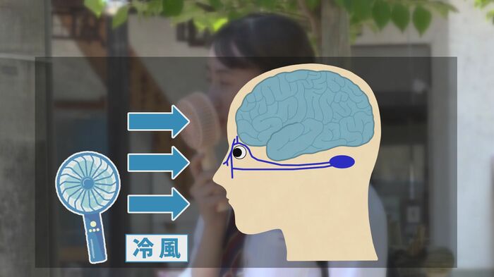 顔面を流れる静脈を冷やすことで脳を冷やすことができる