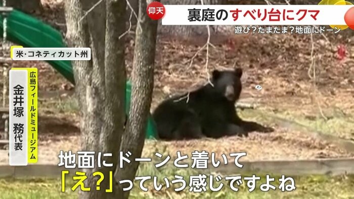辺りを見渡しながら驚いた様子のクマ(SARAH LOVING/TMX)
