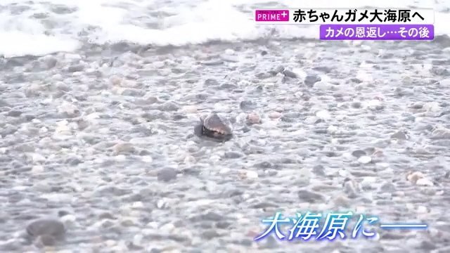 “カメの恩返し”かつて保護したウミガメが戻ってきた…そして産卵 生まれた赤ちゃんは【高知発】