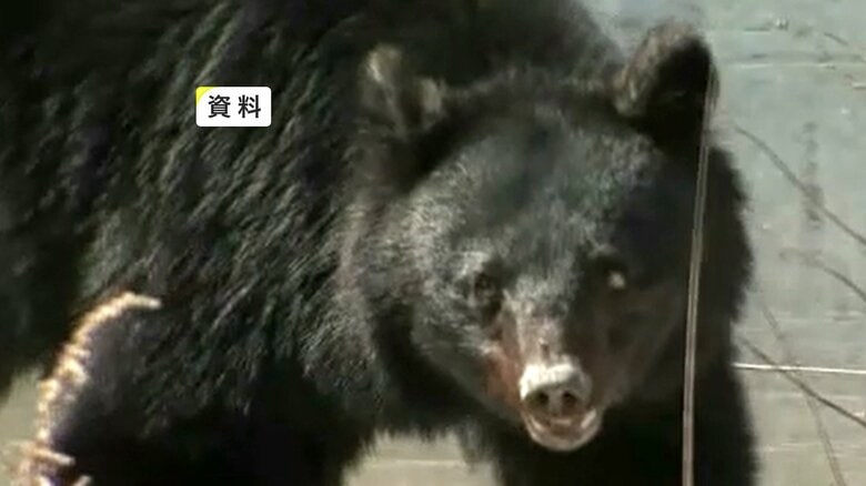 牛の世話に向かう途中の男性が路上でクマに襲われる　顔や腕などにけが　岩手県雫石町｜FNNプライムオンライン