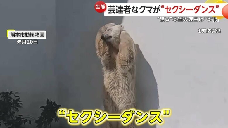 芸達者なホッキョクグマが“セクシーダンス”？腰をフリフリ…理由は「かゆい」か「マーキング」　熊本市動植物園｜FNNプライムオンライン