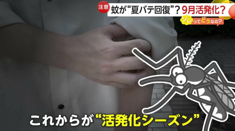 夏の天敵「蚊」も“夏バテ”猛暑落ち着く9月中旬以降に活発化か　対策は「薄い色・明るい色の服やハンディーファン」【ソレどう】｜FNNプライムオンライン