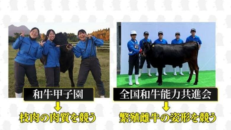 二人三脚ならぬ「一人一頭」で目指す2つの頂点、体重約450キロの相棒とのぞむ“甲子園”と“オリンピック”農業高校で人気の部活「うし部」・大分発|FNNプライムオンライン
