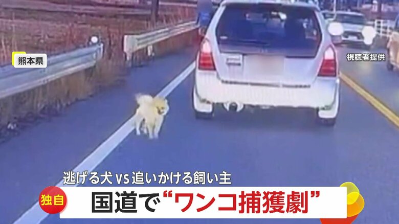 【独自】リード引きずりトコトコ…小さな犬が国道を“逃走”　飼い主は「疲れ果てたような表情」犬は「追いかけられて楽しげ」　熊本｜FNNプライムオンライン