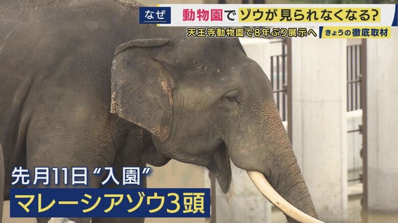知られざるゾウ飼育の苦労「一日の食費は2万円・インドから輸入の米80合でおにぎり・砂も輸入品で月10万円」国内飼育が減少の一途…も　大阪・天王寺動物園で8年ぶりの展示へ・さらに国内繁殖の希望も｜FNNプライムオンライン