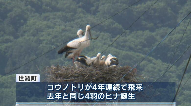 「幸せを運ぶ」国の特別天然記念物【コウノトリ】４羽のヒナが誕生！「標準よりか大きな体重」広島・世羅町｜FNNプライムオンライン