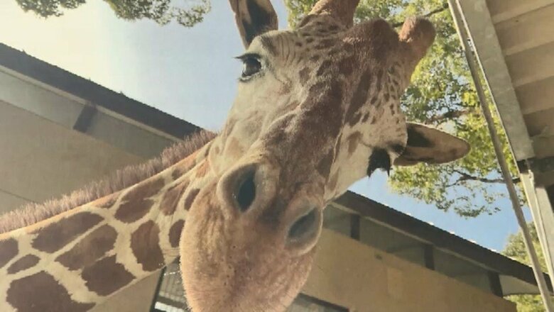 人気者のキリン「ニコ」ともうすぐお別れ　生まれ育った福岡から静岡にお引っ越し　将来の繁殖を見据えて　福岡で会えるのは20日まで｜FNNプライムオンライン