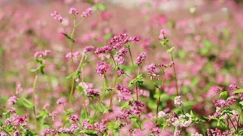 歯ごたえ◎　赤そばのそば打ちに密着　鹿児島・霧島市溝辺町　陵北自治会｜FNNプライムオンライン