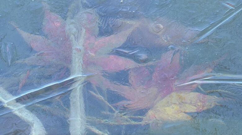 「本格的な冬が来た」軽井沢町の池に氷が張る　放射冷却で冷え込む｜FNNプライムオンライン