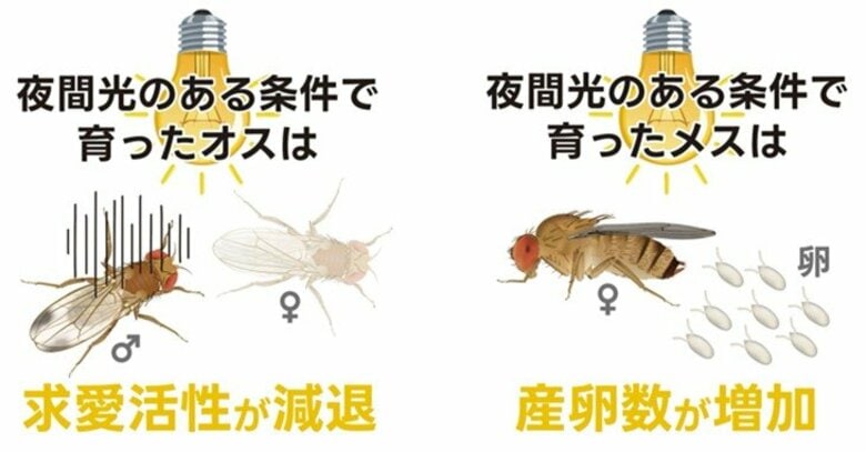 夜間の人工光がハエの繁殖を後押し? ~都市の明るさはハエの成長や繁殖に多様な影響を与える~