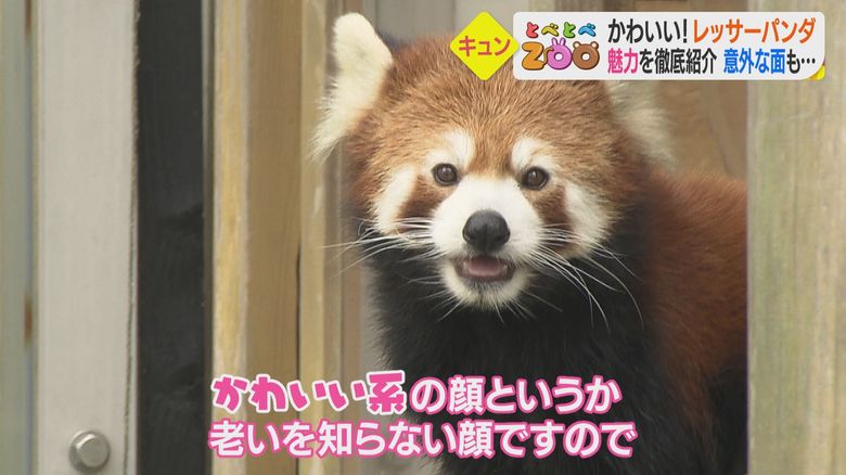 老いを知らない「かわいい系」シャンチー